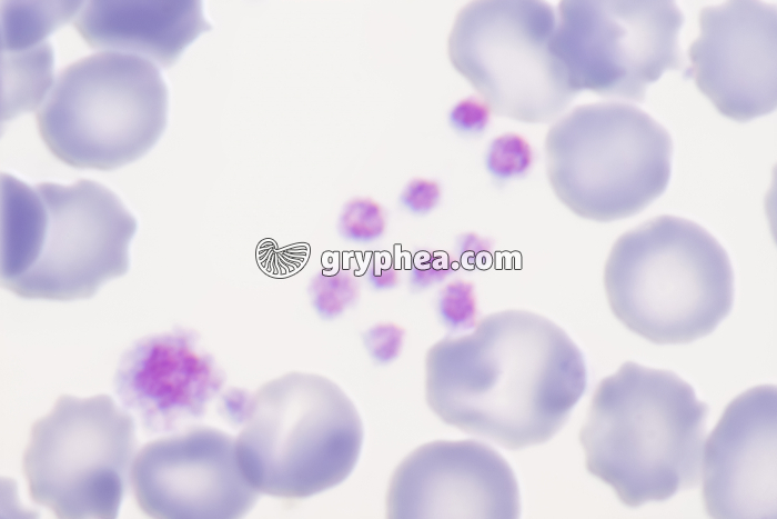 Plaquettes sanguines x1000 - gryphea.org